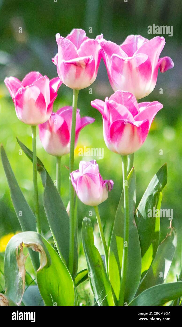 Pink and white tulips Stock Photo