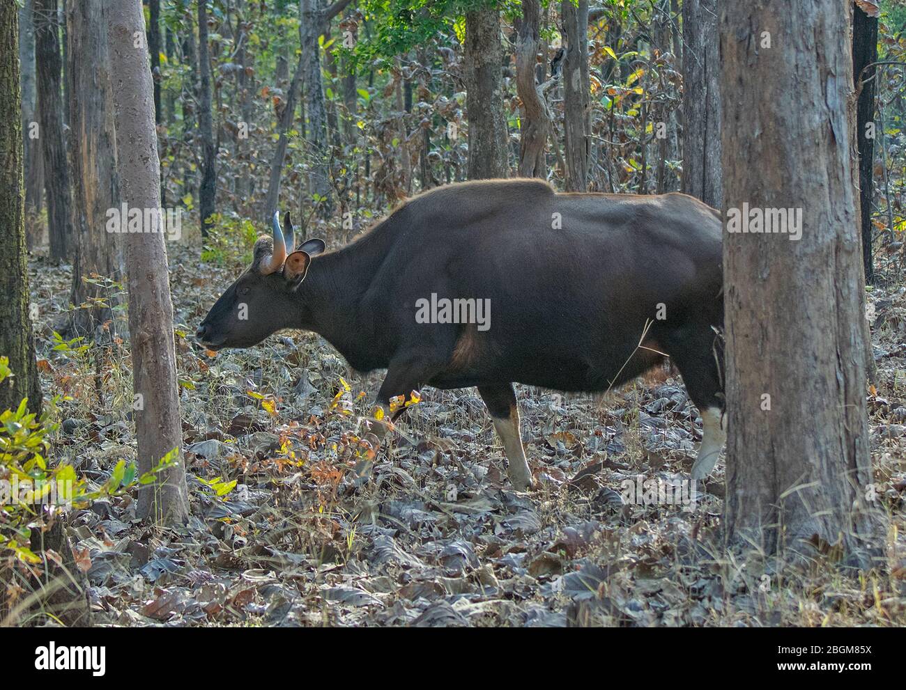 A female Gaur (Indian Bison) in Pench National Park, Madhya Pradesh, India Stock Photo - Alamy A female Gaur (Indian Bison) in Pench National Park, Madhya Pradesh, India Stock Photo - Alamy