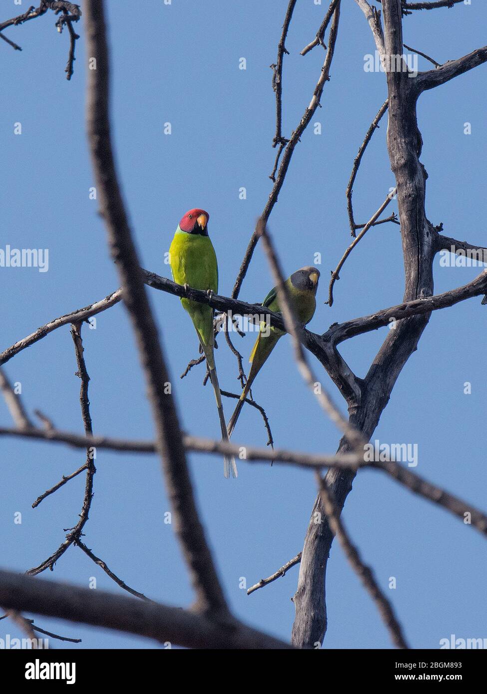 Plum Headed Parakeets at Pench  National Park, Madhya Pradesh, India Stock Photo