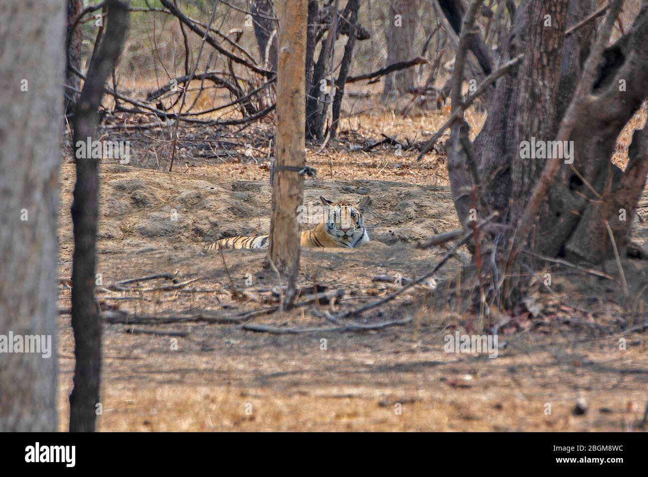 A Tiger cub resting at Pench National Park, Madhya Pradesh, India Stock Photo