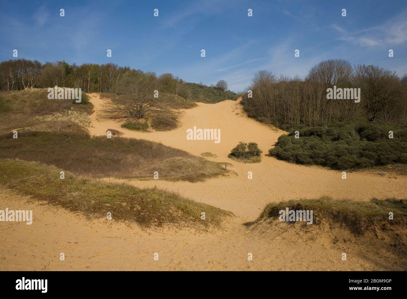 sand dunes partly covered in grass with trees in distance in Merthyr Mawr nature reserve Stock Photo