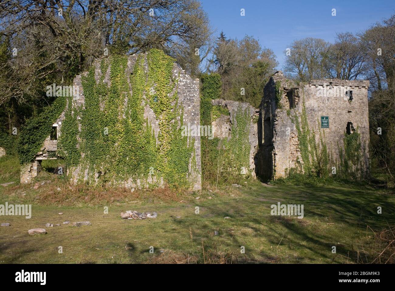 The ivy covered remains of Candleston castle on a sunny spring afternoon Stock Photo