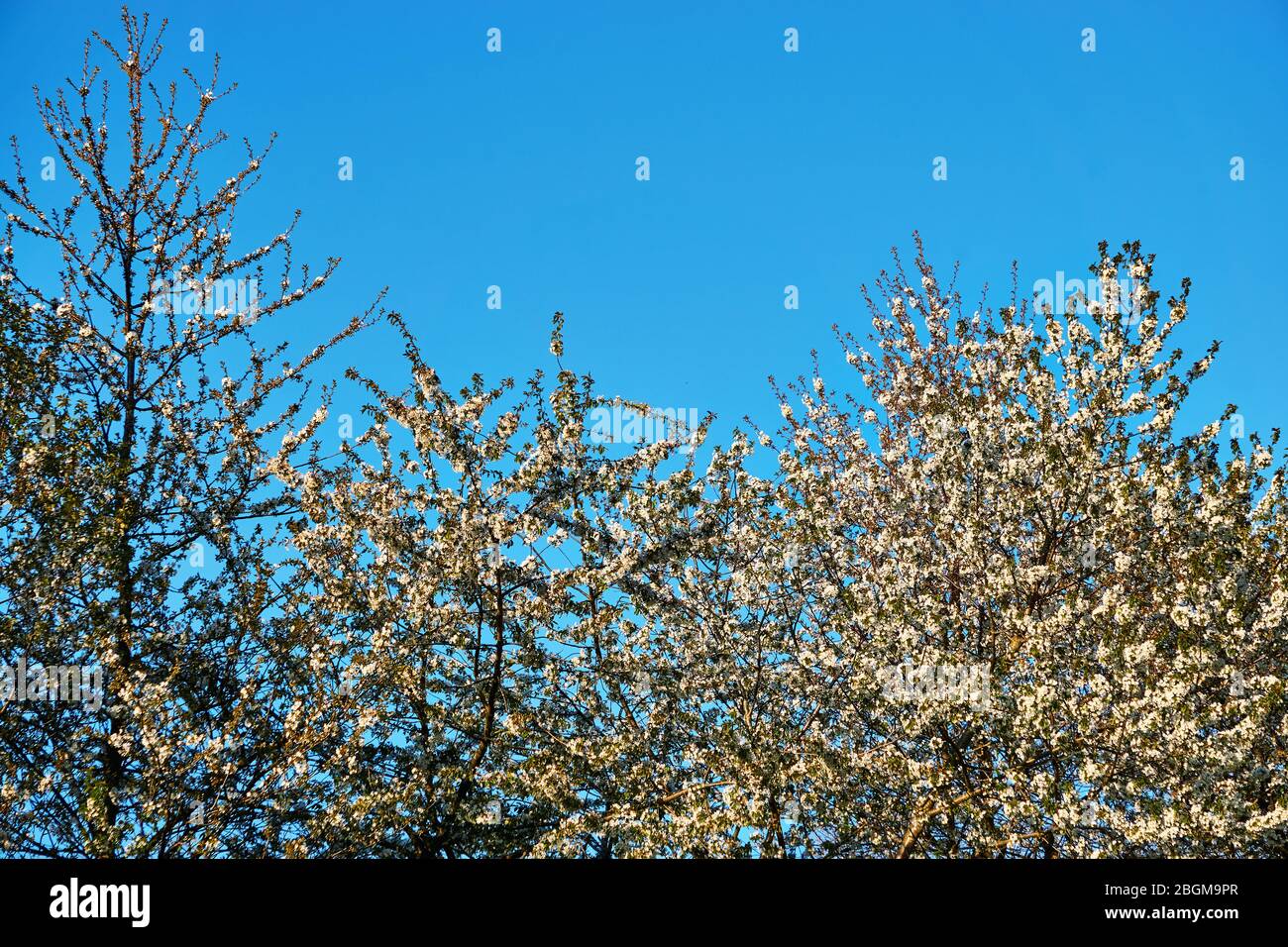 Blossoming cherry tree in spring with blue sky Stock Photo - Alamy