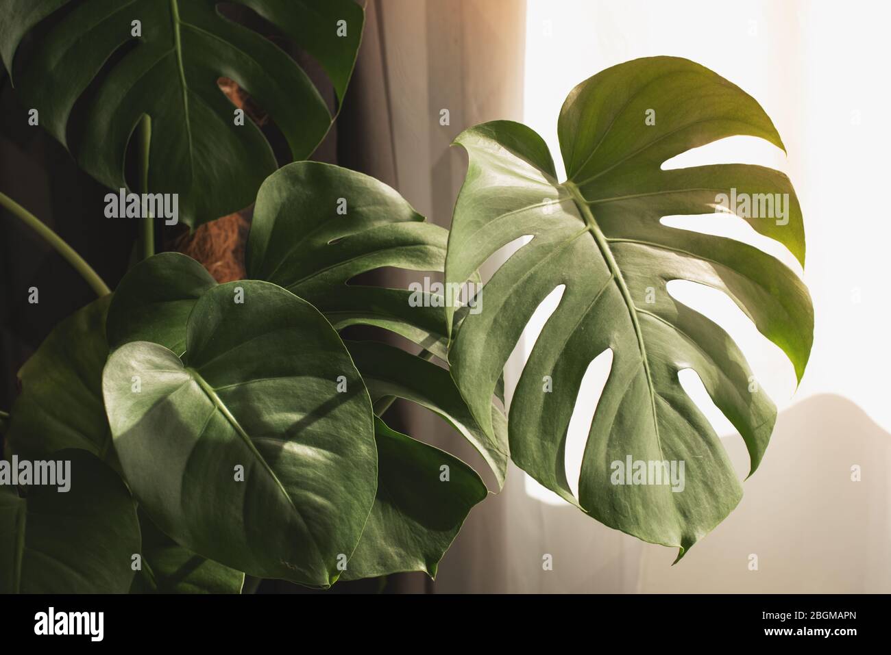 monstera t shirt Minimalist Neon Monstera Plant T-Shirt Maroon / S main image 1