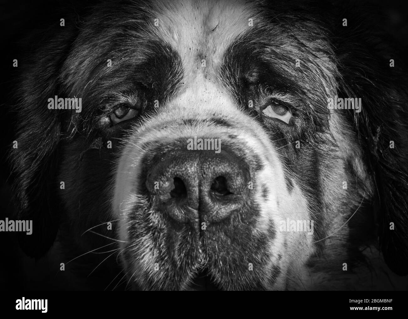 St Bernard Dog in various poses Stock Photo Alamy