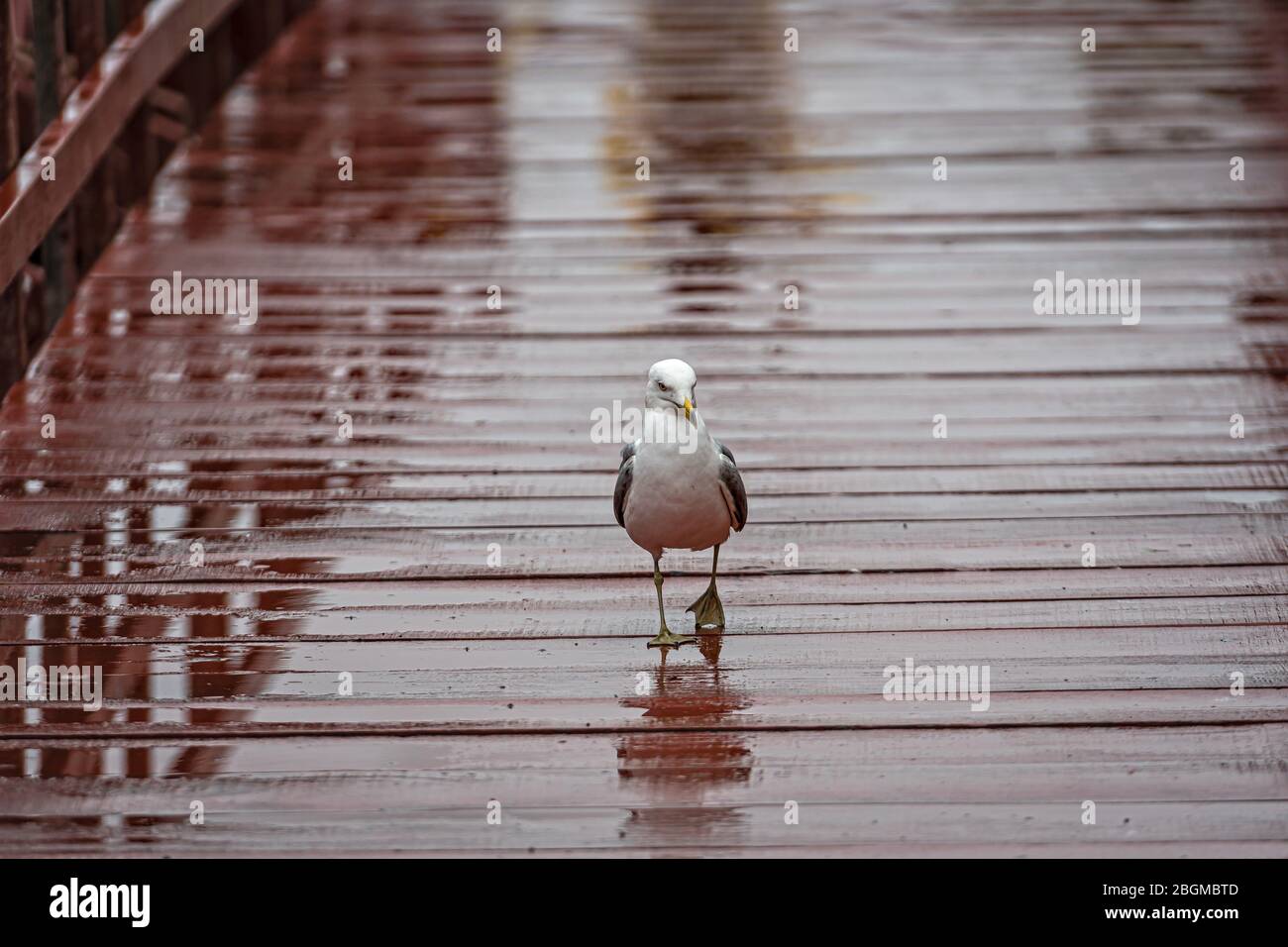 seagull on a brown-painted, wet wooden footbridge, animal close-up Stock Photo