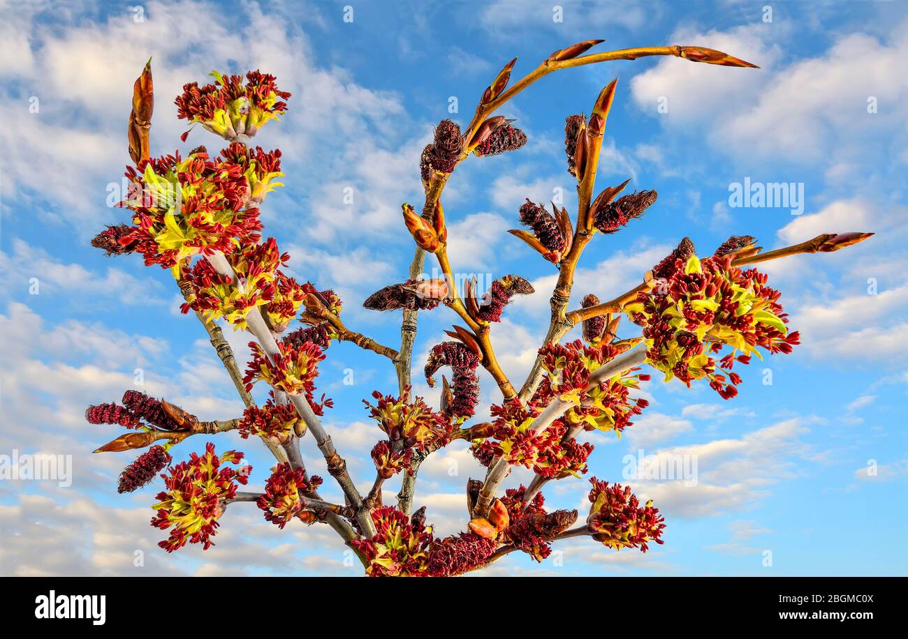 Blooming ash-leaved or american maple (Acer negundo) twigs - bright early spring background at sunny day with blue sky. Spring is time of blossoming t Stock Photo