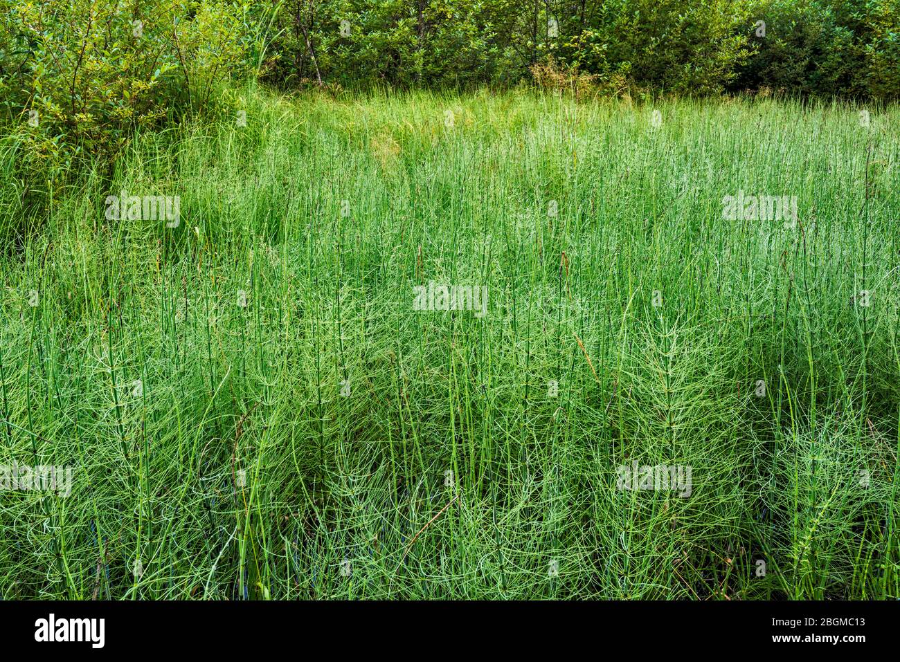 Horsetail grass, wetland at Skunk Cabbage Boardwalk Trail, Mount