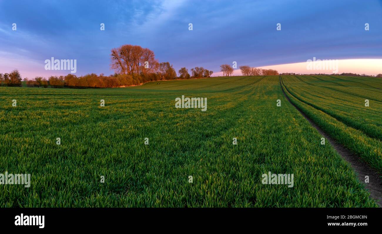 Beautiful green field sown blue hi-res stock photography and images - Alamy