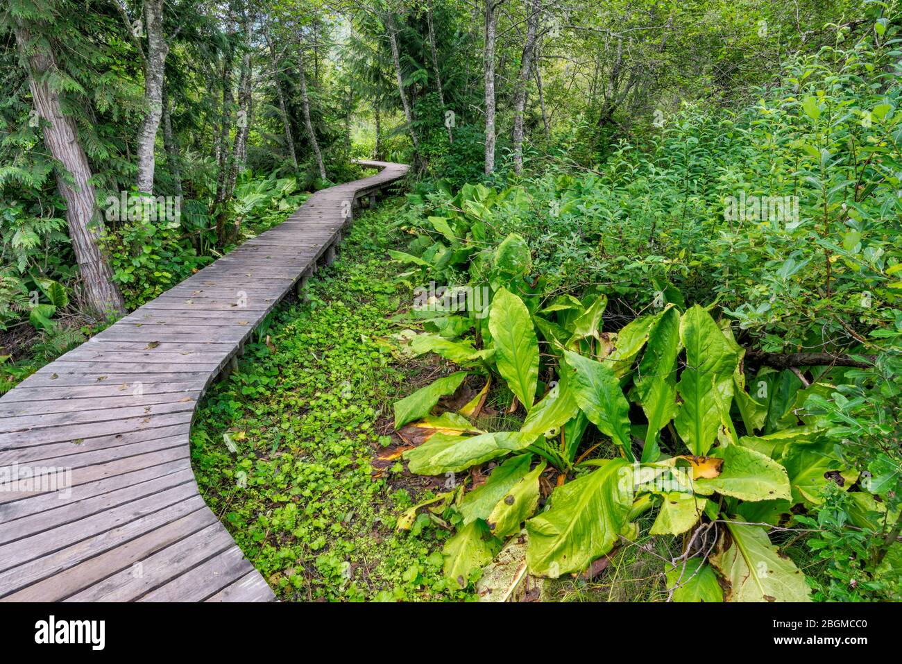 Western skunk cabbage, Skunk Cabbage Boardwalk Trail, Mount Revelstoke