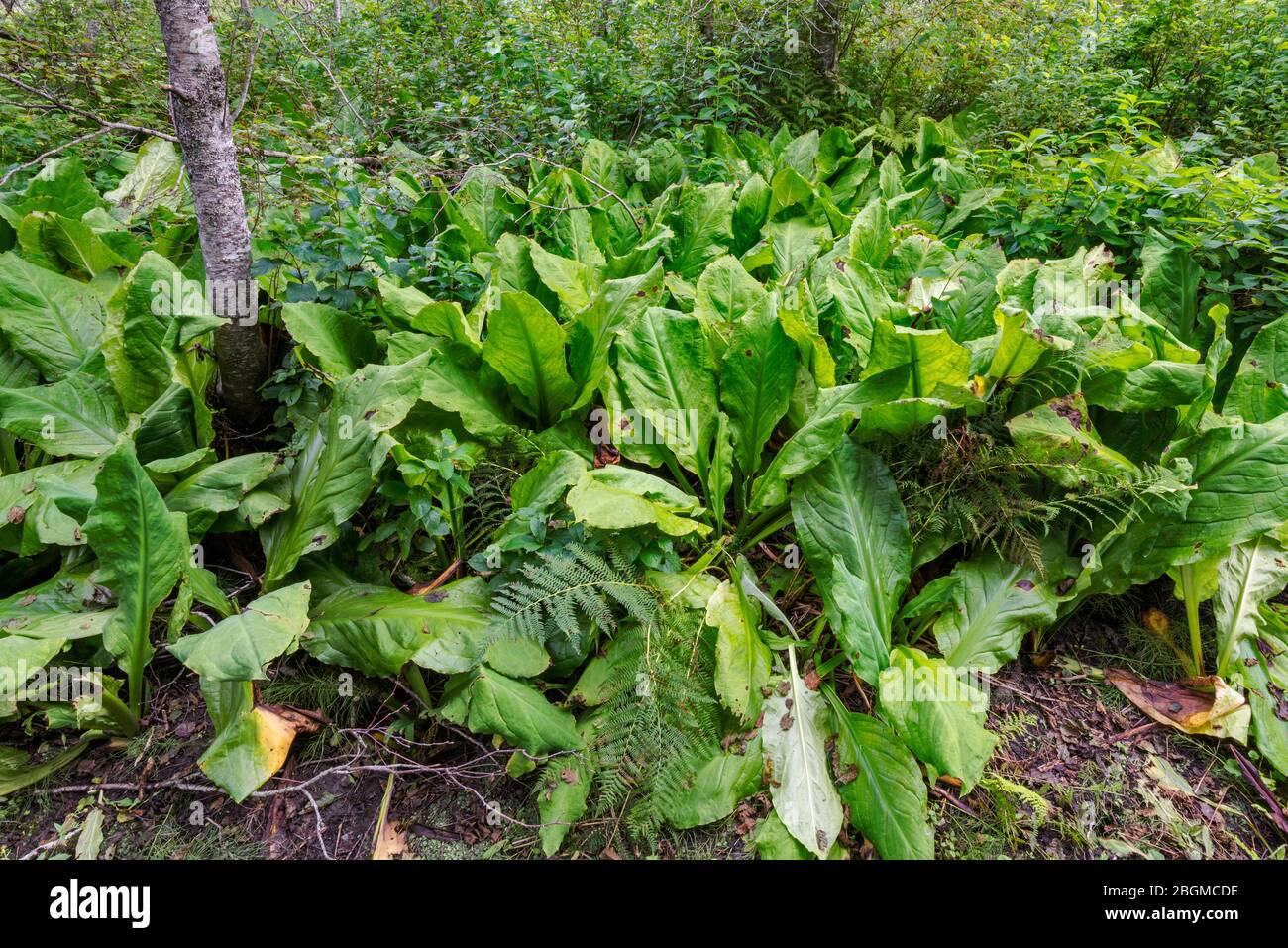 Western skunk cabbage, Skunk Cabbage Boardwalk Trail, Mount Revelstoke