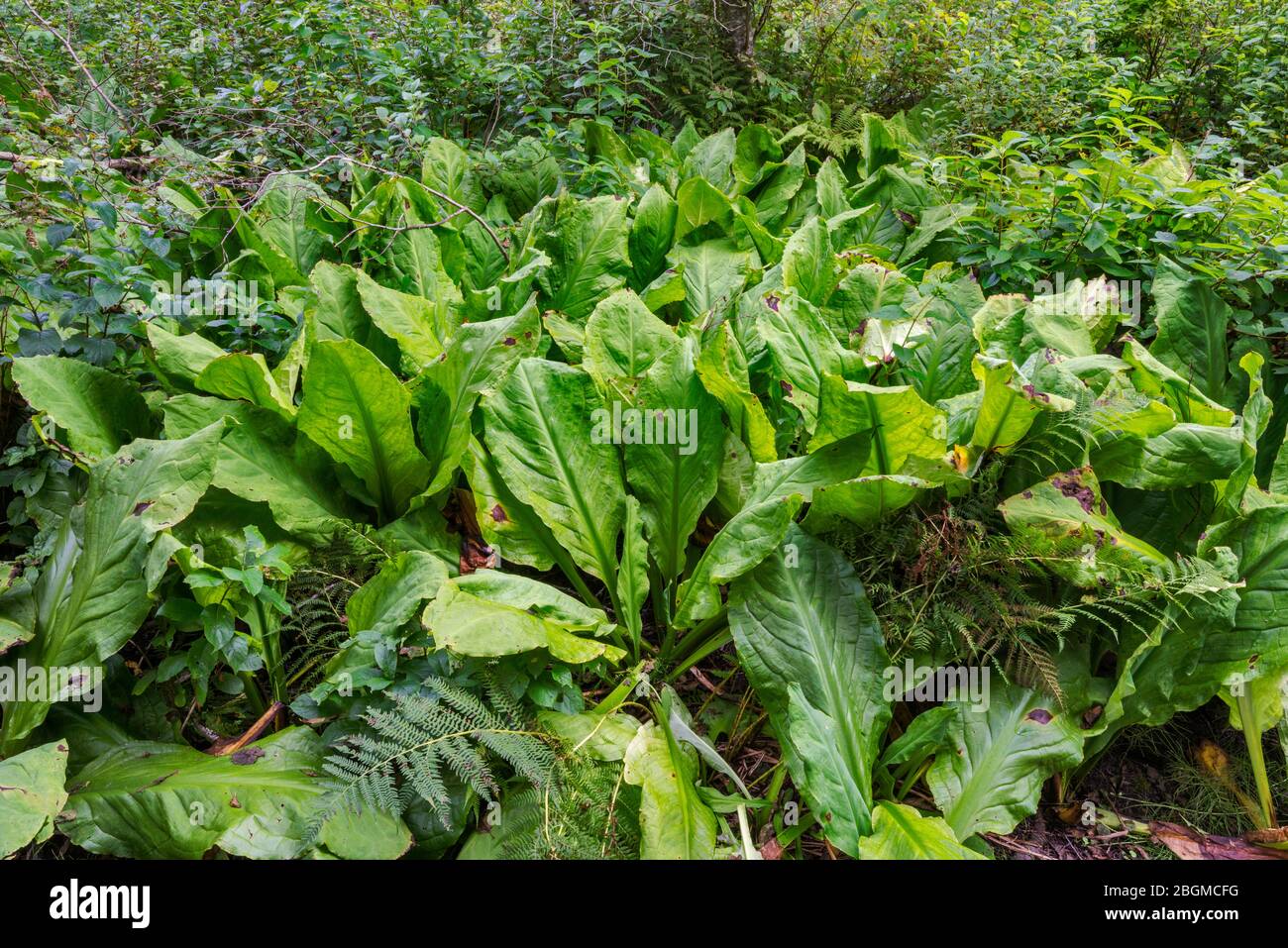 Western skunk cabbage, Skunk Cabbage Boardwalk Trail, Mount Revelstoke
