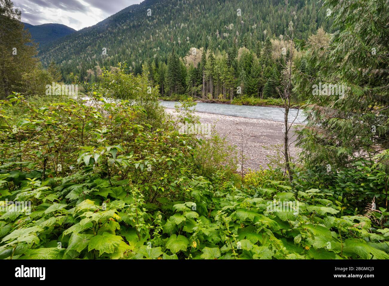 Wetland plants, Illecillewaet River, Skunk Cabbage Boardwalk Trail