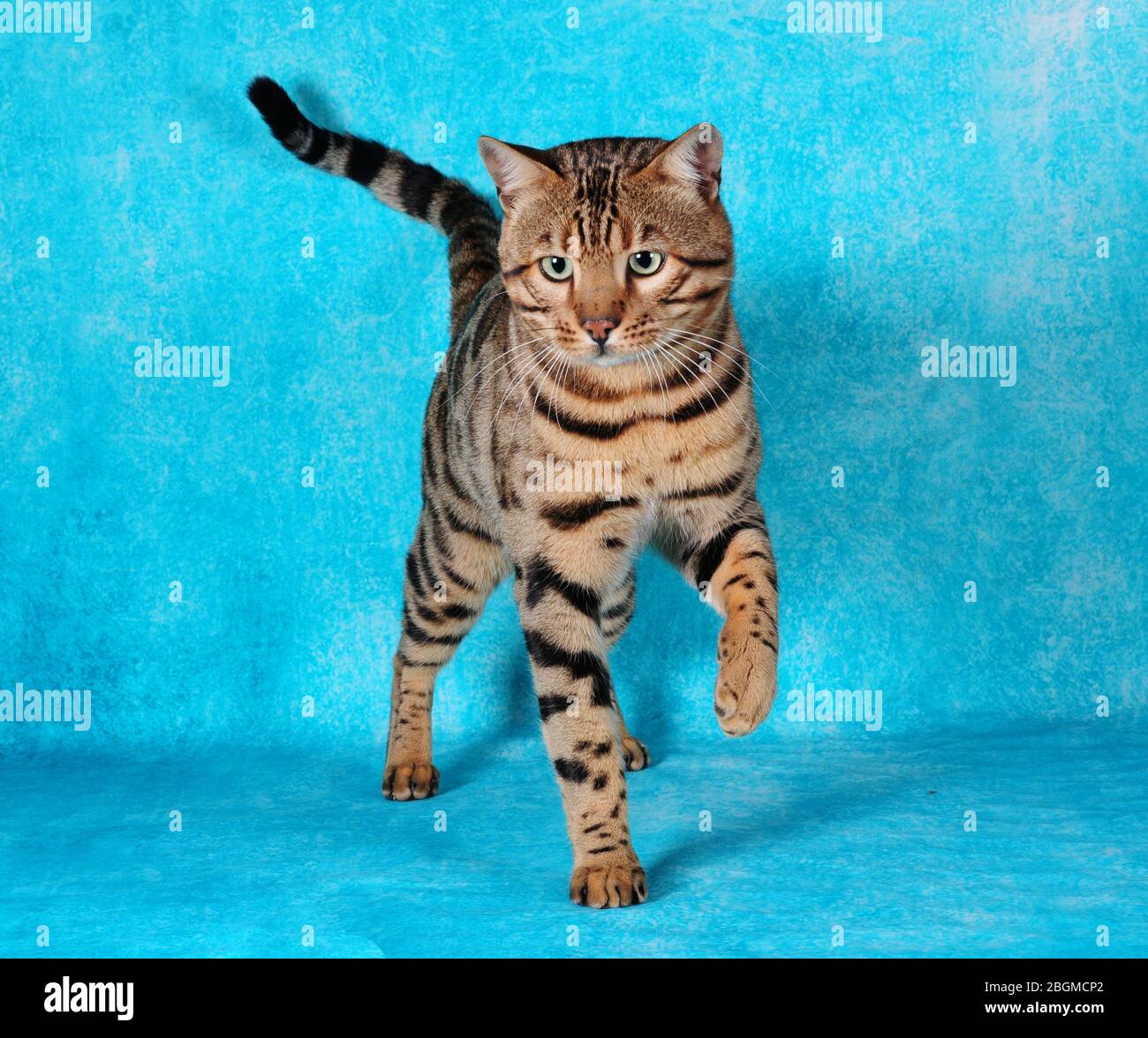 bengal male cat in the blue background Stock Photo - Alamy