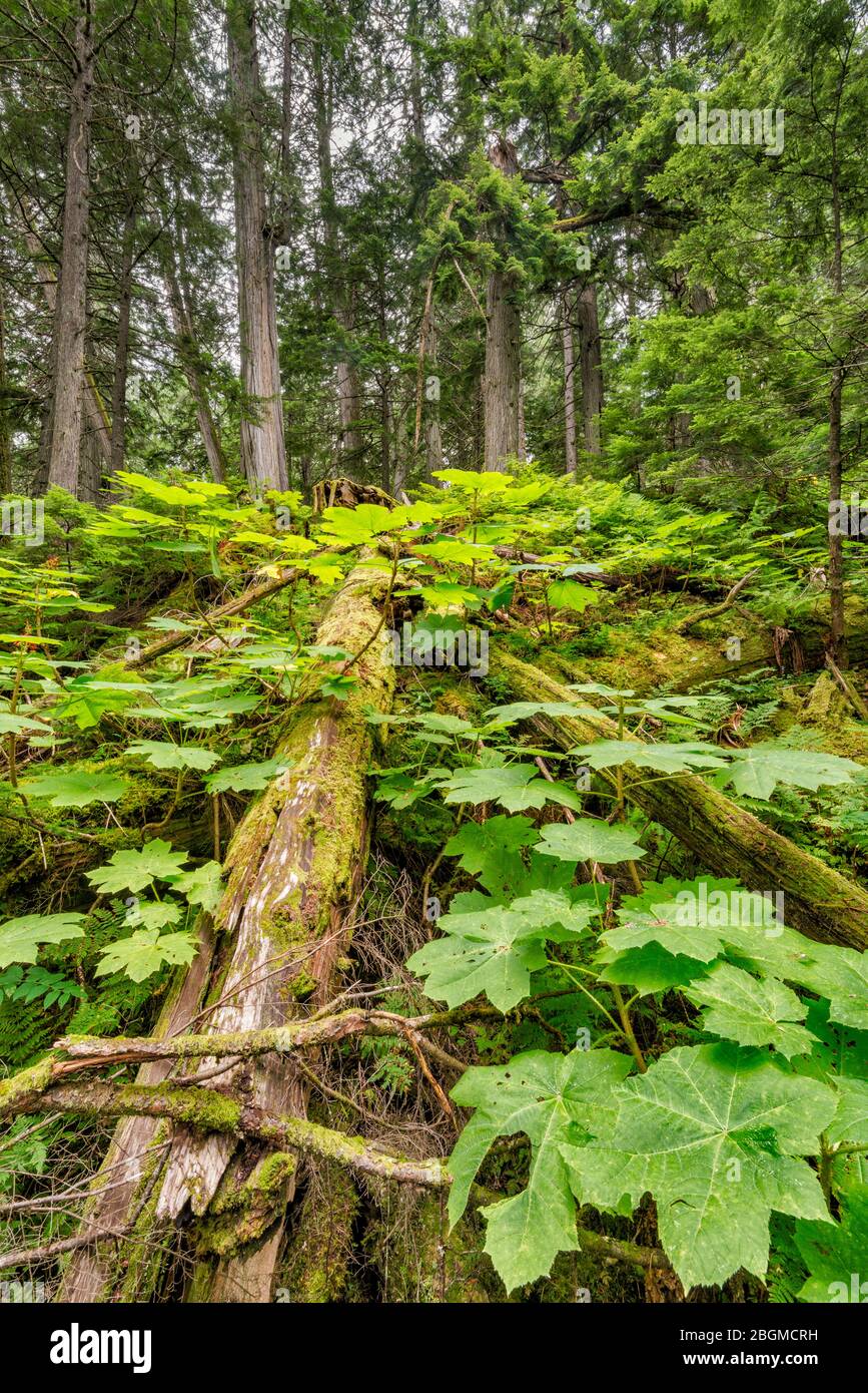 Devils walking stick hires stock photography and images Alamy