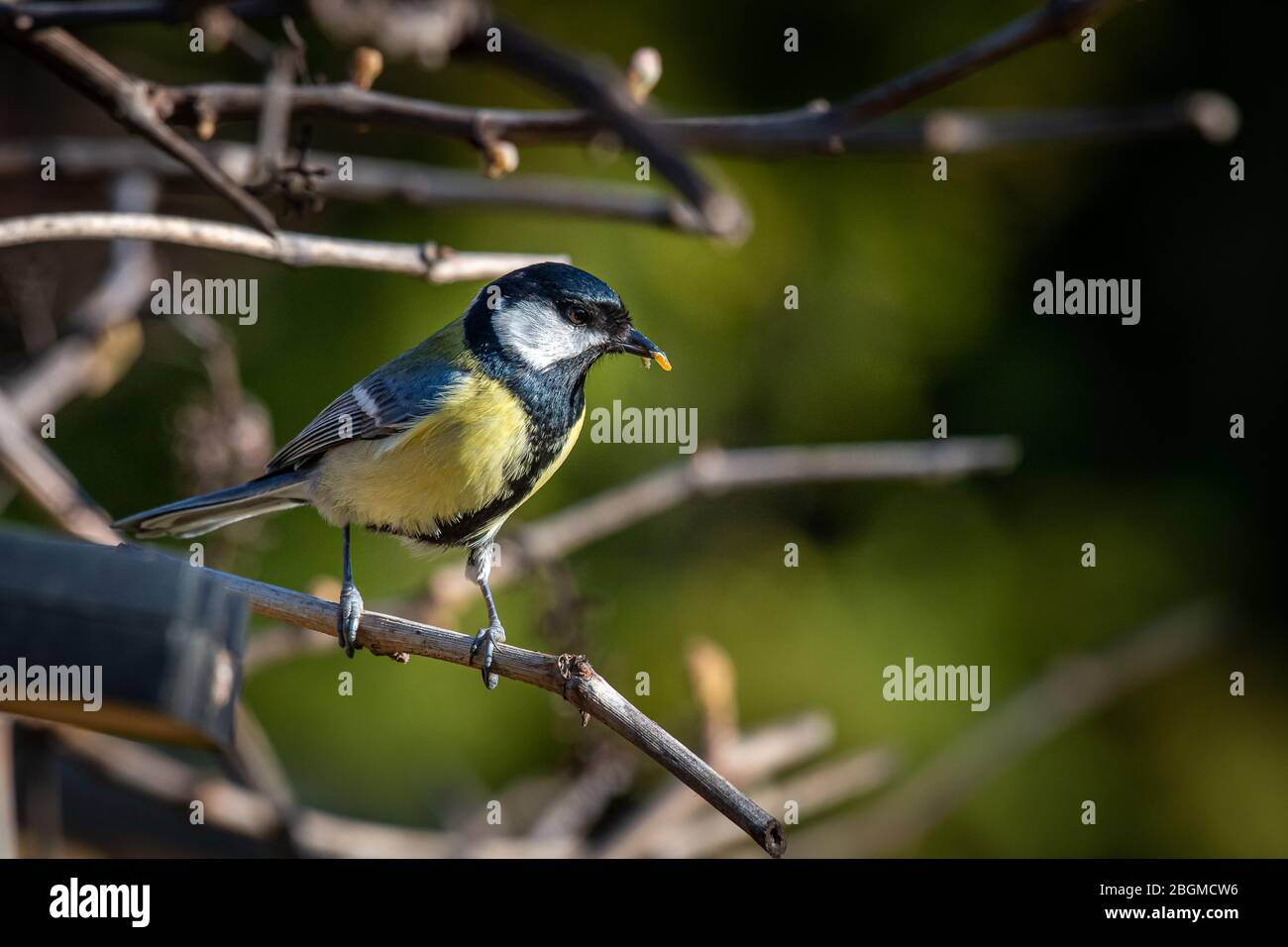 Great Blue Tit feeding younger bird on trees looking right Stock Photo