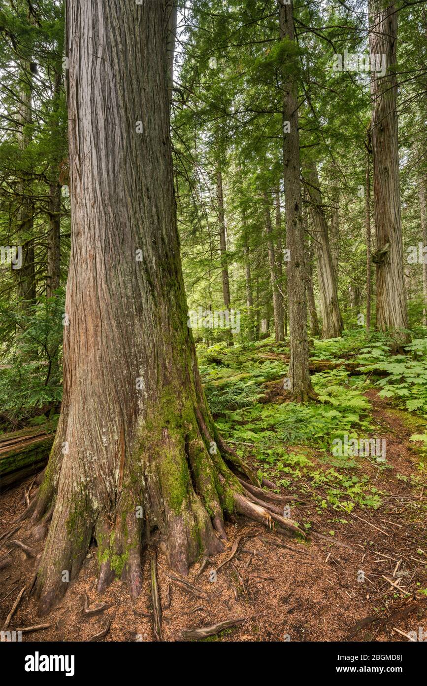 Types Of Cedar Trees In Canada At John Triche Blog