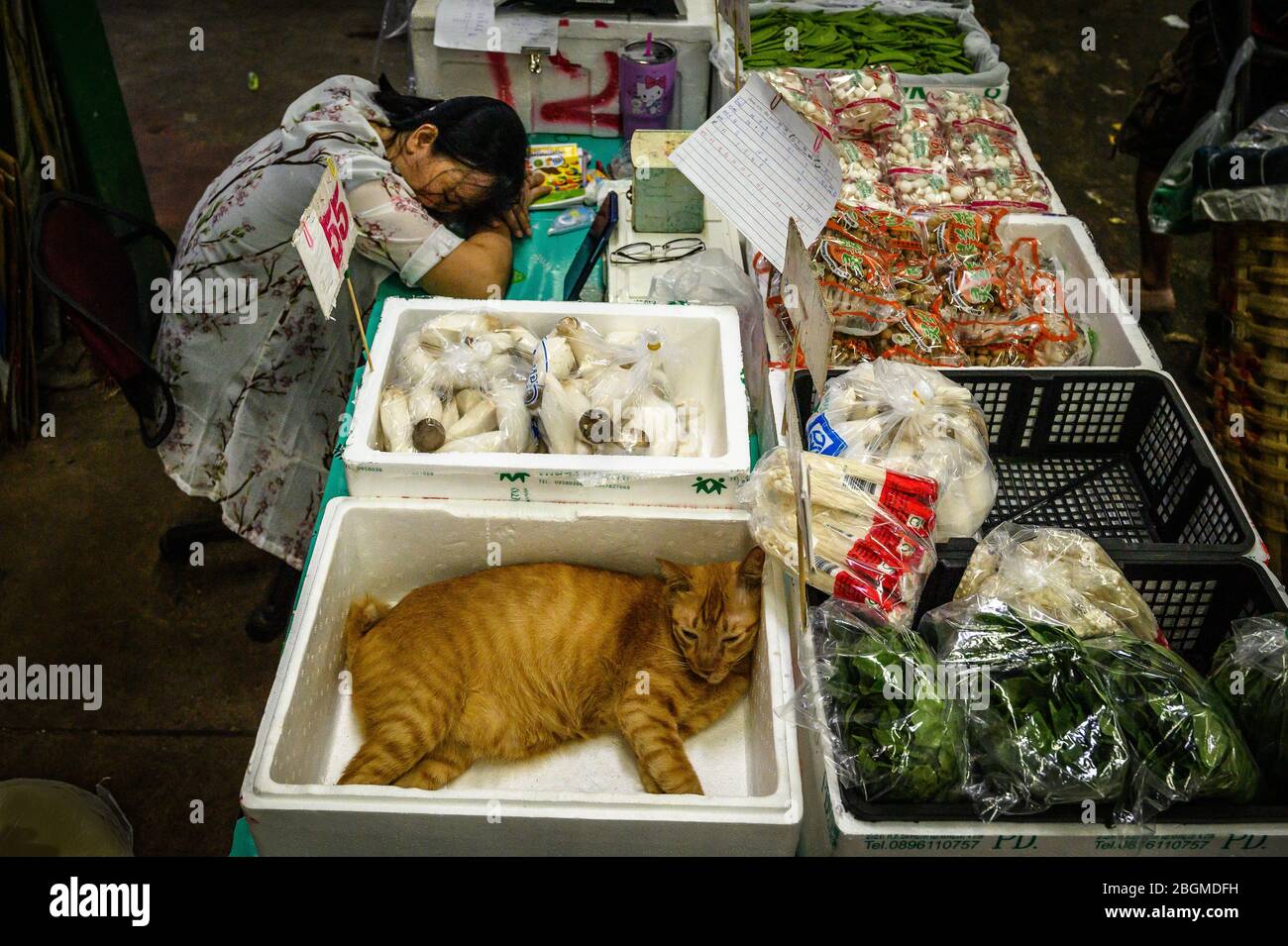 Bangkok street cat photography hires stock photography and images Alamy