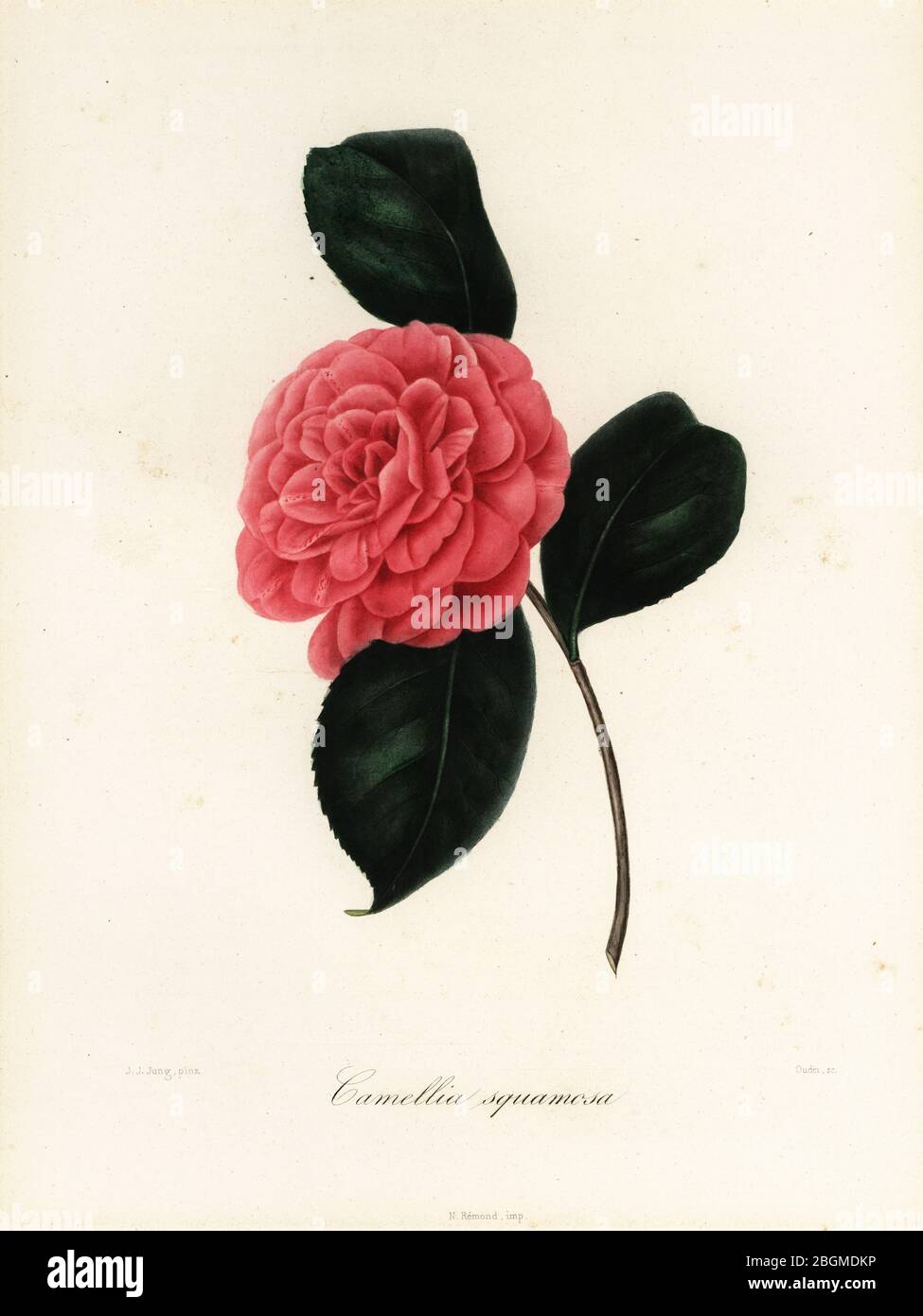 Camellia japonica variety, Camellia squamosa or Camellia squammosa. Produced by Dr. Sacco of Milan in 1838. Handcoloured copperplate stipple engraving by Oudet after a botanical illustration by Johann Jakob Jung from Lorenzo Berlese’s Iconographie du Genre Camellia, ou description et figures des camellia les plus beaux et les plus rares, Paris, 1841. Stock Photo