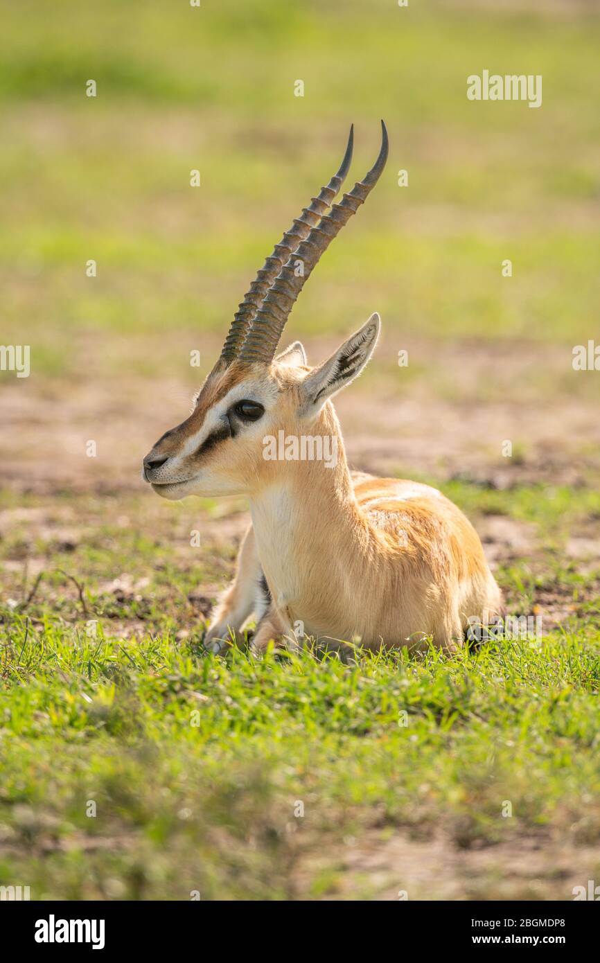Thomson Gazelle Head High Resolution Stock Photography And Images Alamy