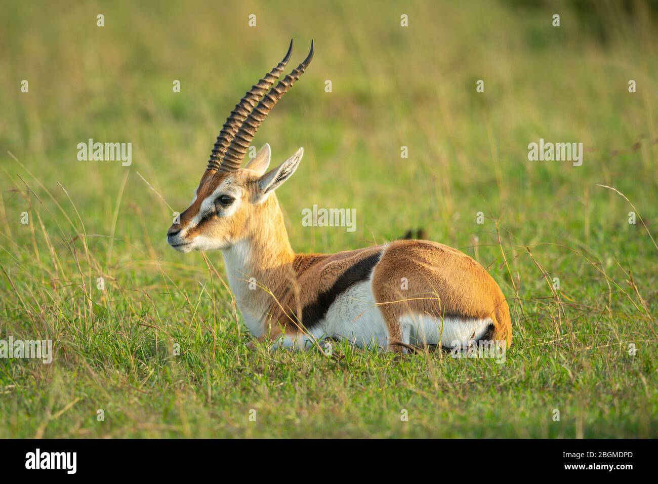 Thomson gazelle lies in grass facing left Stock Photo - Alamy