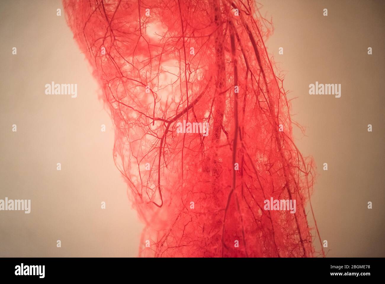 Blood Vessels of human leg Stock Photo