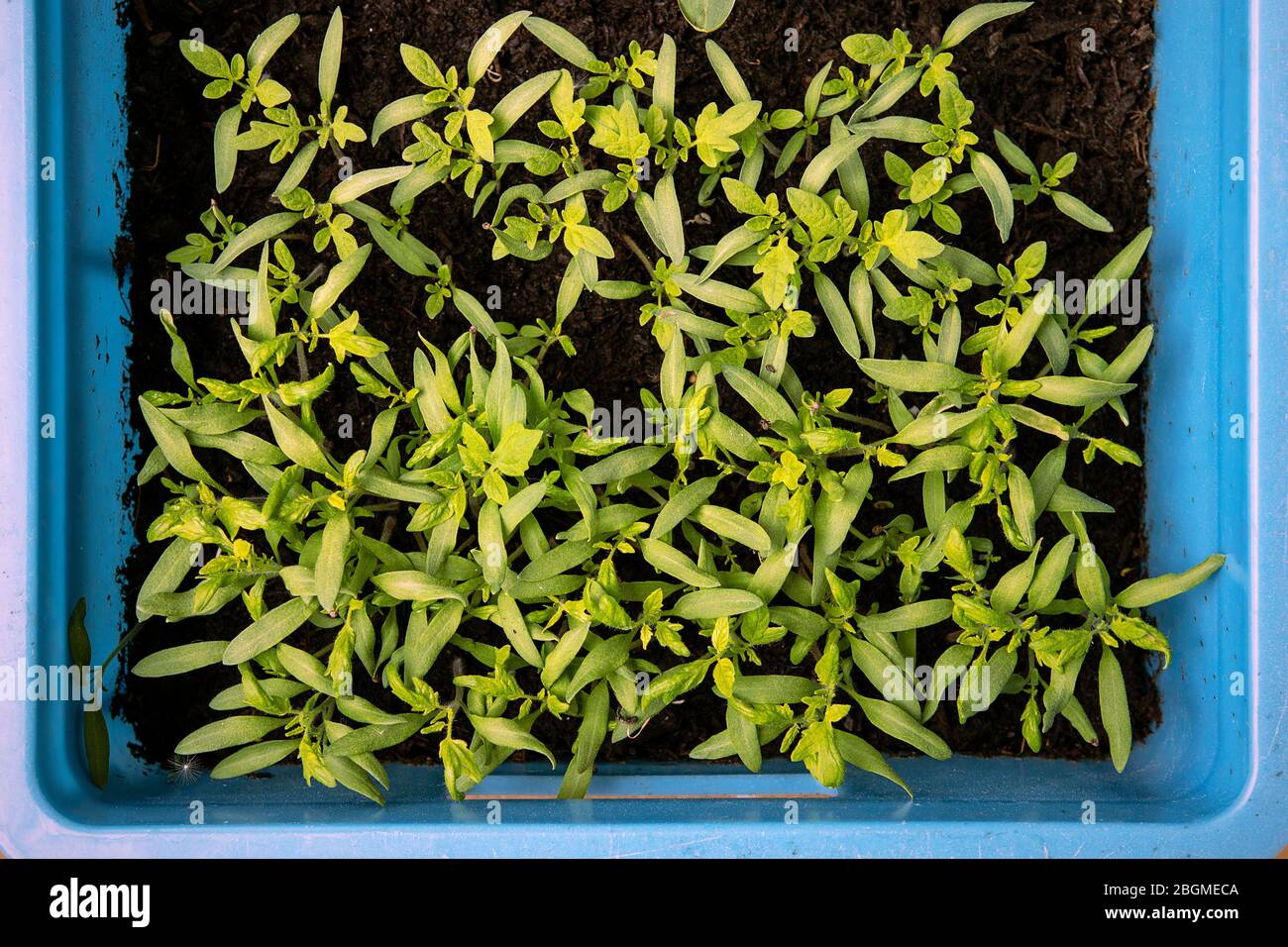 Germination Tomato High Resolution Stock Photography And Images Alamy