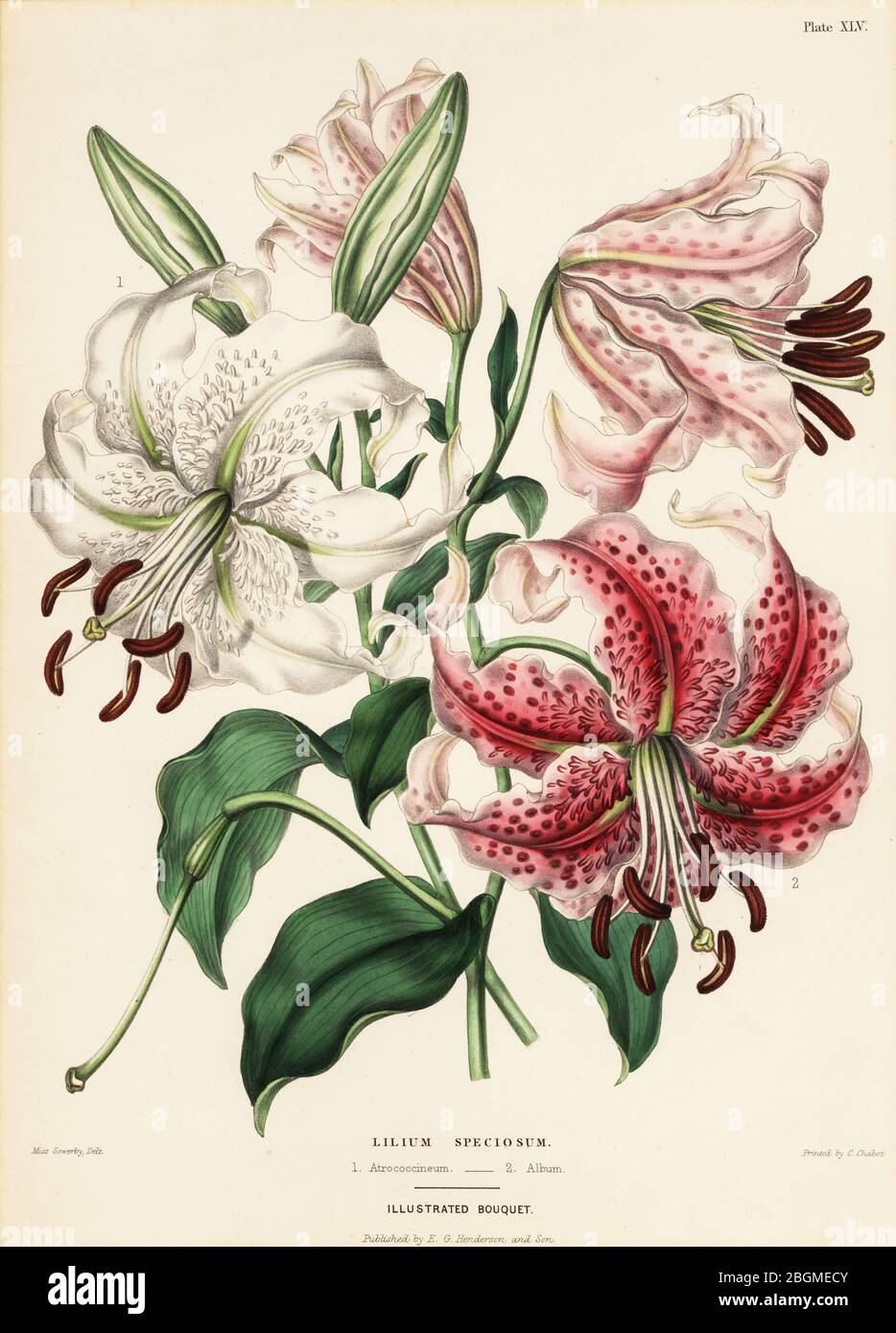 Japanese lily varieties, Lilium specioseum. Pink, Atrococcineum 1 and white, Album 2. Handcoloured copperplate engraving after a botanical illustration by Miss Charlotte Caroline Sowerby from Edward Henderson and Andrew Henderson’s The Illustrated Bouquet, consisting of figures with descriptions of new flowers, printed by C. Chabot, E.G. Henderon, London, 1857. Stock Photo
