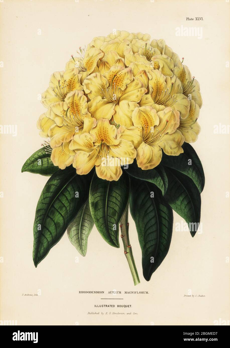 Golden rhododendron, Rhodendron aureum magniflorum. Handcoloured copperplate engraving by James Andrews from Edward Henderson and Andrew Henderson’s The Illustrated Bouquet, consisting of figures with descriptions of new flowers, printed by C. Chabot, E.G. Henderon, London, 1857. Stock Photo