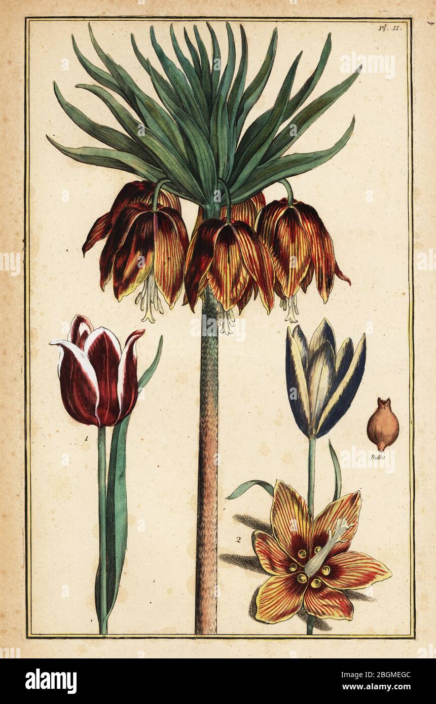 Crown imperial lily, Fritillaria imperialis, and tulips, Tulipa gesneriana. Handcoloured copperplate engraving by Daniel Rabel after a botanical illustration by Maria Sibylla Merian from Pierre Joseph Buchoz’s edition of Histoire Generale des Insectes de Surinam et de tout l’Europe, Troisieme edition revue, corrigee et considerablement augmentee par M. Buchoz, Paris, 1771. Stock Photo