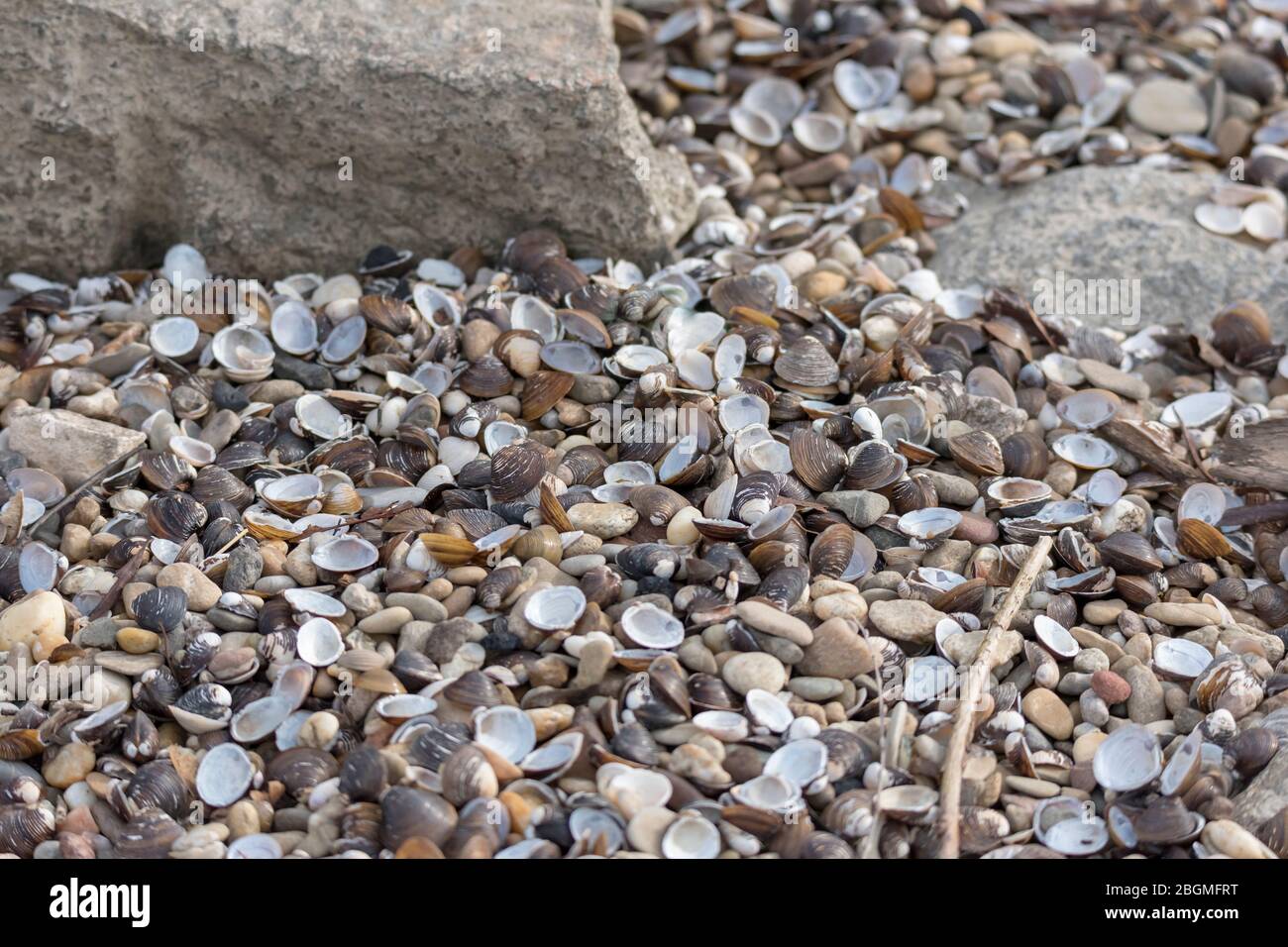 Small Shells on the riverside with rocks and pebbles as a background Stock Photo