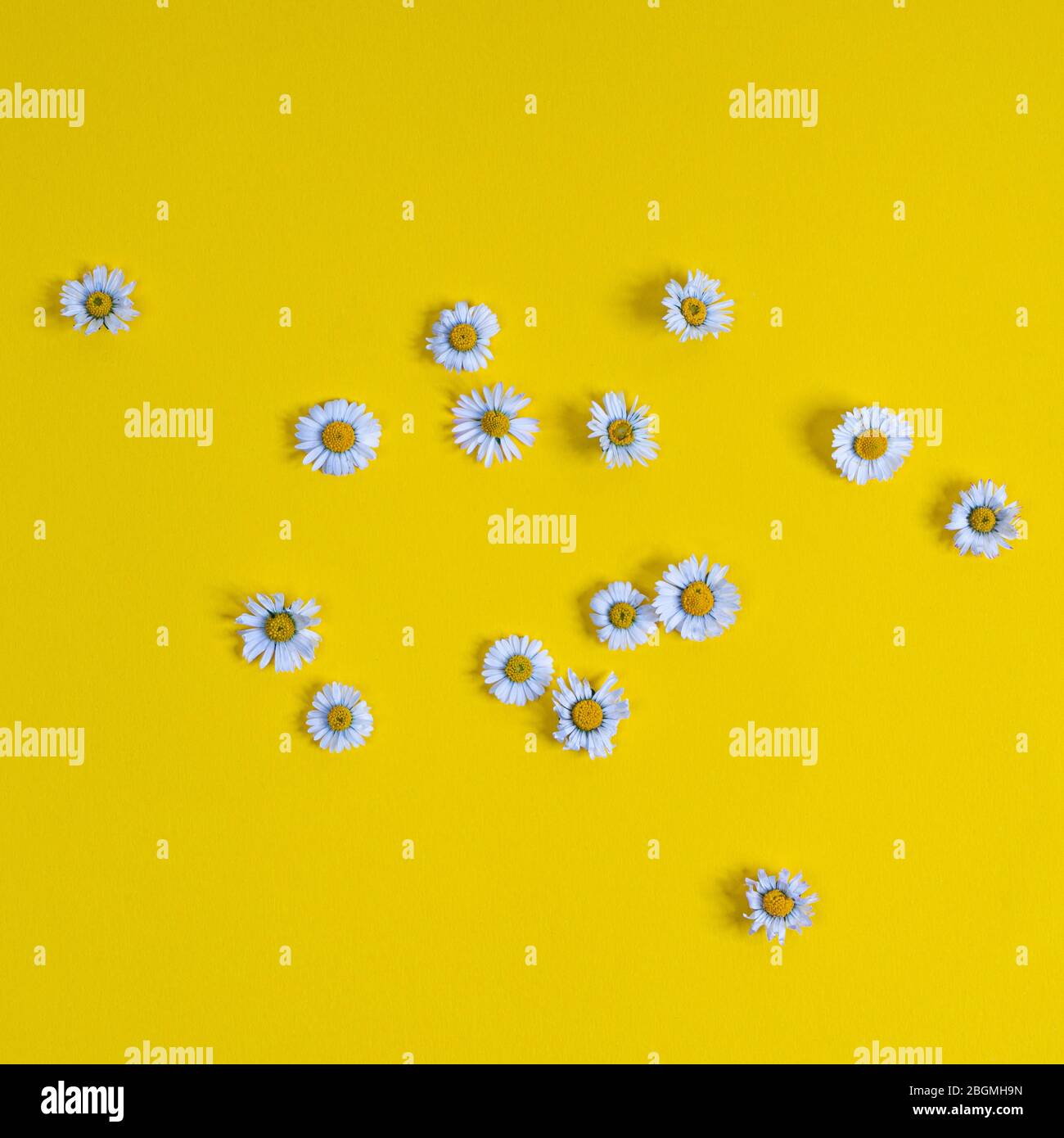 some daisies scattered on a yellow surface Stock Photo