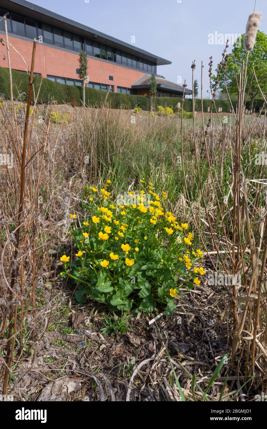 King cups or Marsh marigolds, Caltha palustris, growing on a business park, UK Stock Photo