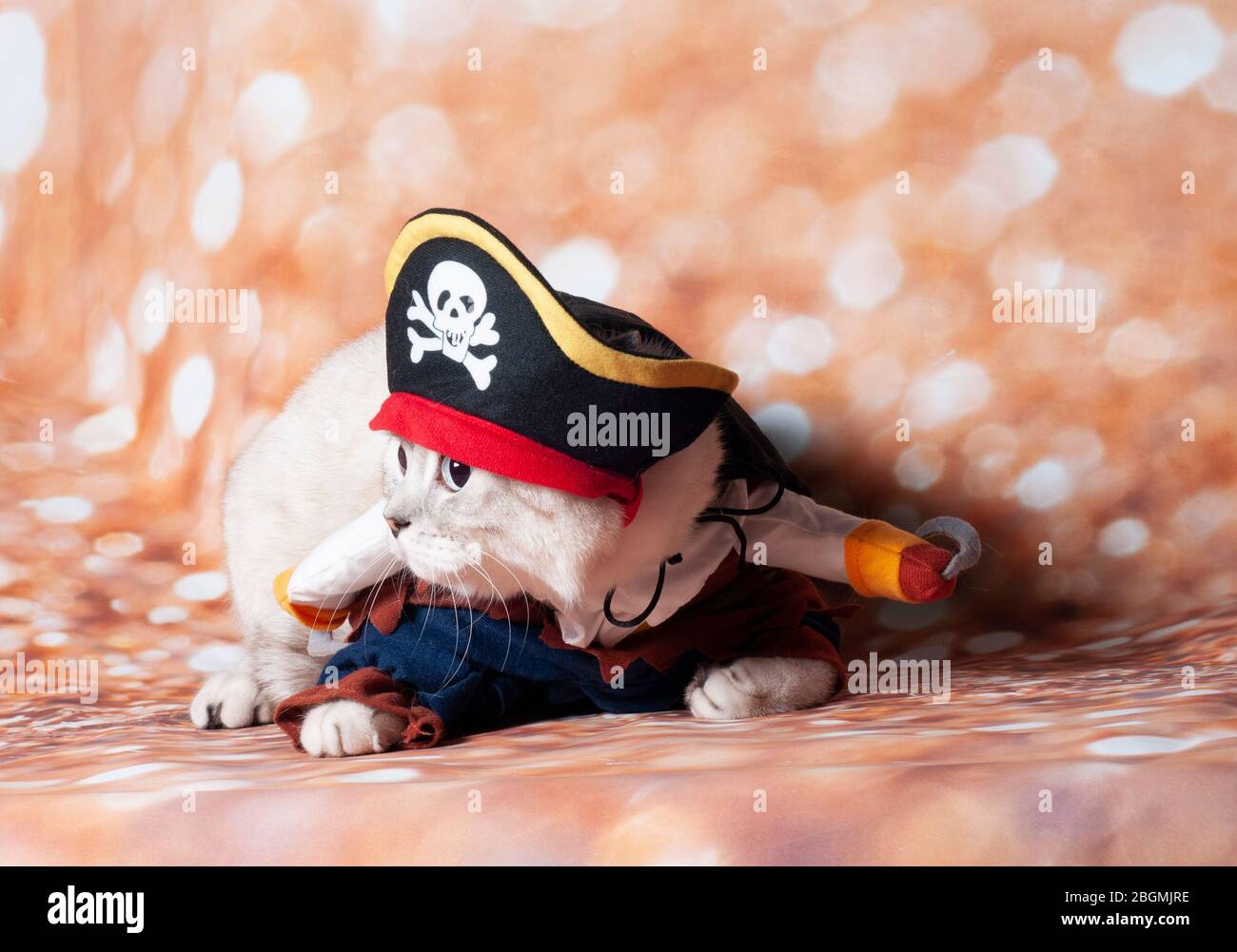 Pirates mascot hi-res stock photography and images - Page 3 - Alamy