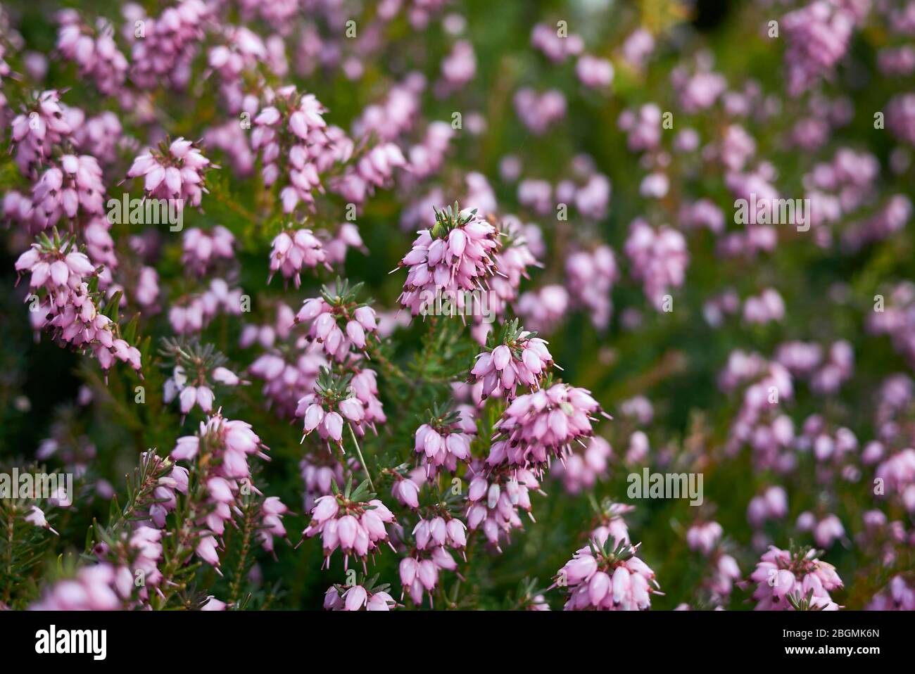 Erica carnea white and pink flowers Stock Photo