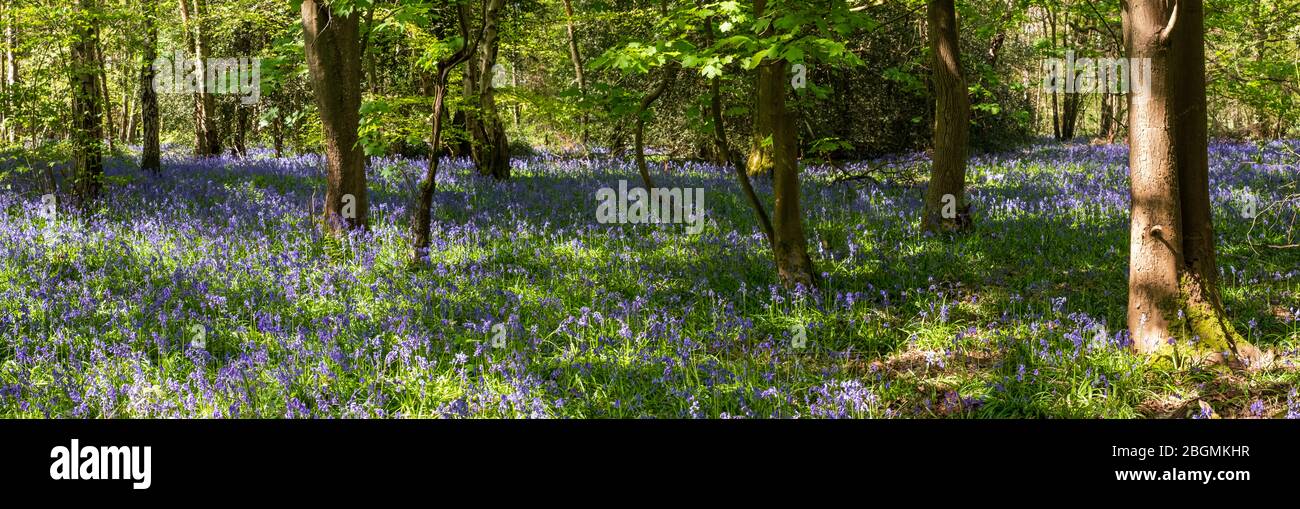 Panorama of bluebells growing in the wild on the forest floor in Whippendell Woods, Watford, Hertforshire UK. Stock Photo