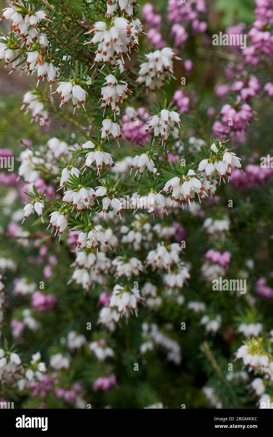 Erica carnea white and pink flowers Stock Photo