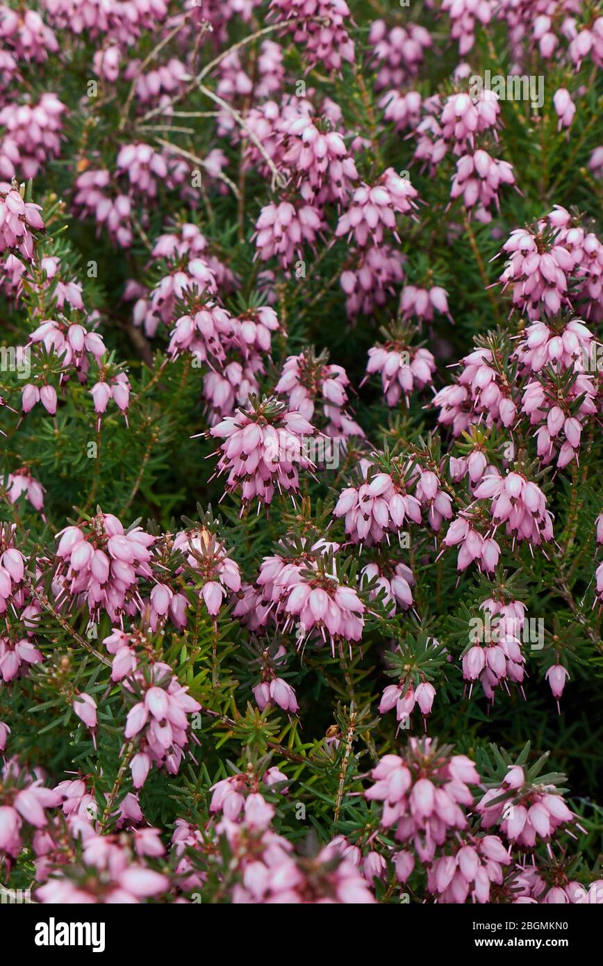 Erica carnea white and pink flowers Stock Photo
