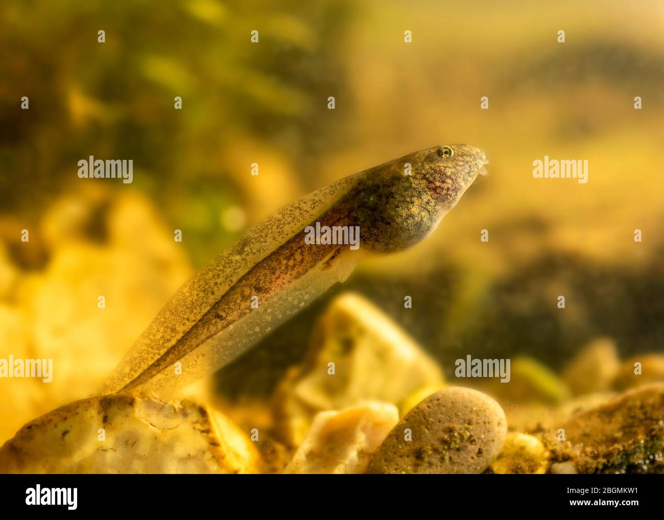 close up and detailed single  colourful  tadpole  swimming upwards showing back legs  , clean background for copy space or text overlay Stock Photo