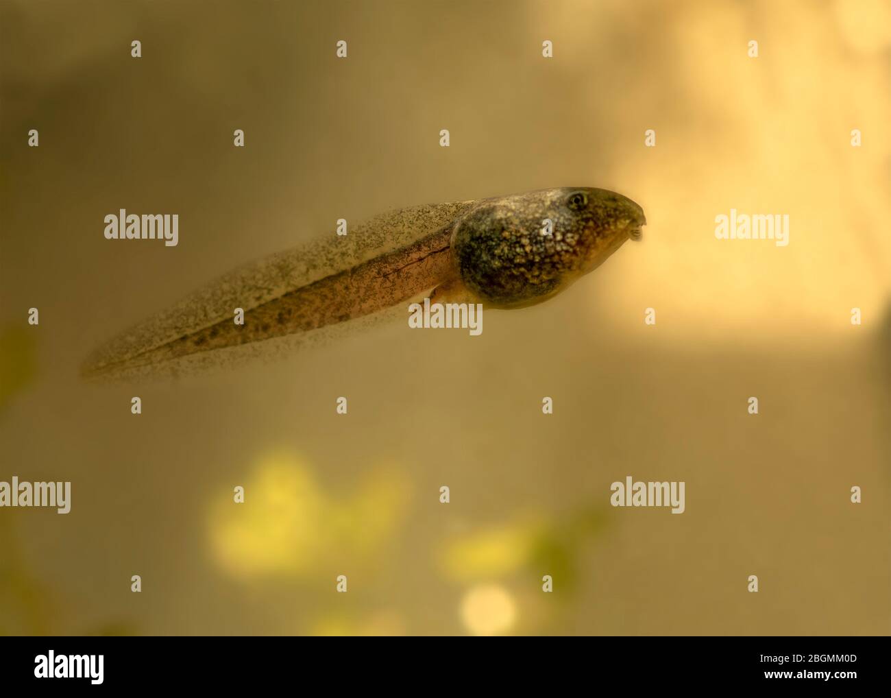 close up and detailed single  colourful  tadpole with tiny back legs  , clean background for copy space or text overlay Stock Photo