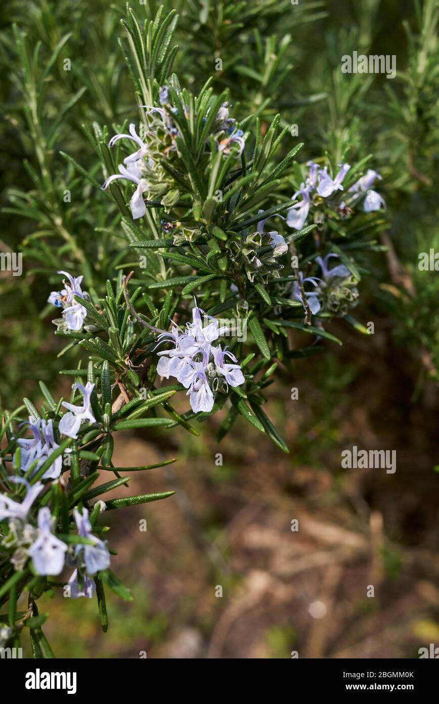 Rosmarinus officinalis blue purple flowers Stock Photo