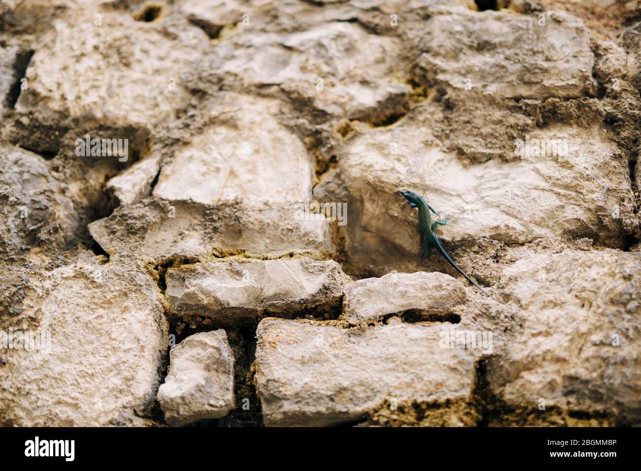 Little blue-green lizard crawls on stone wall Stock Photo
