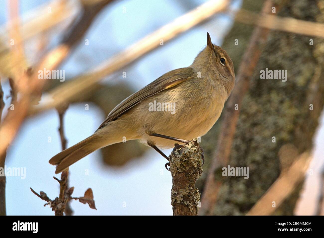 April 19, 2020, a Zilpzalp, a small, slender foliage singer in a tree in Schleswig. Order: Passeriformes (Passeriformes), subordination: Songbird (Passeri), superfamily: Sylvioidea, family: Laubsanger-type (Phylloscopidae), genus: Laubsanger (Phylloscopus), species: Zilpzalp | usage worldwide Stock Photo