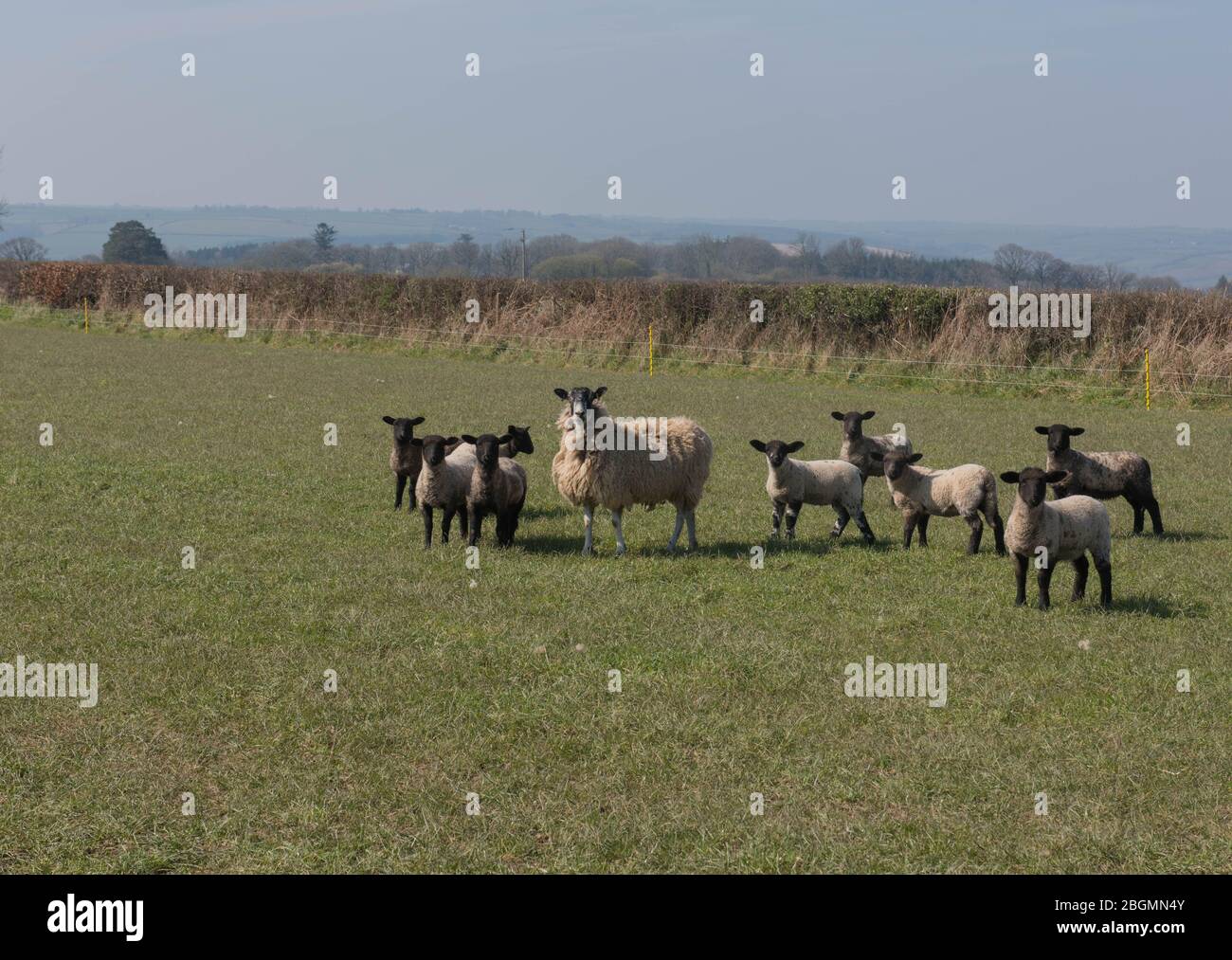 Sheep grazing in devon spring hi-res stock photography and images - Alamy