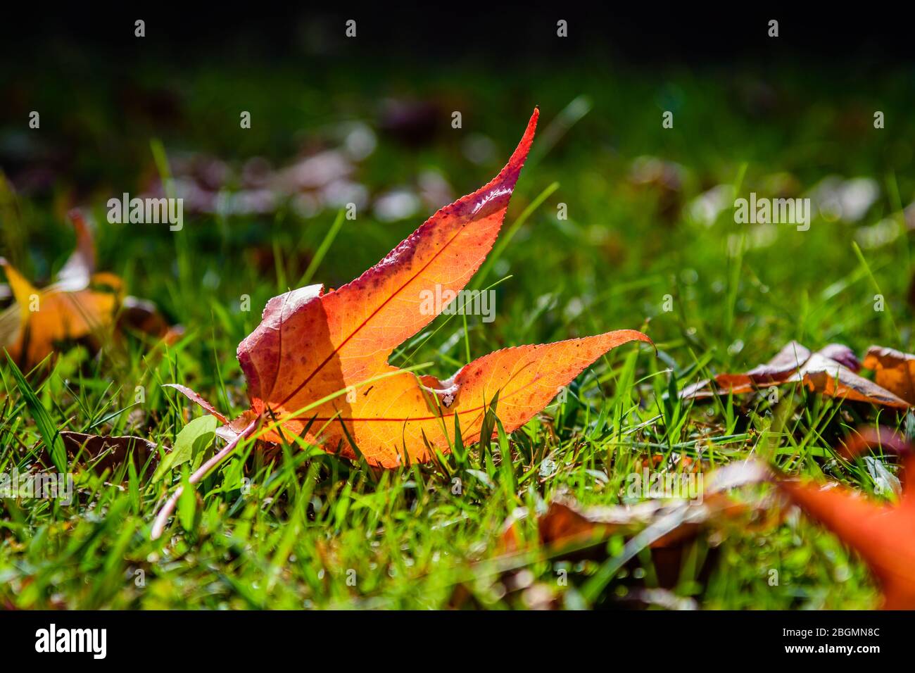 Orange leaf down on the ground Stock Photo Alamy