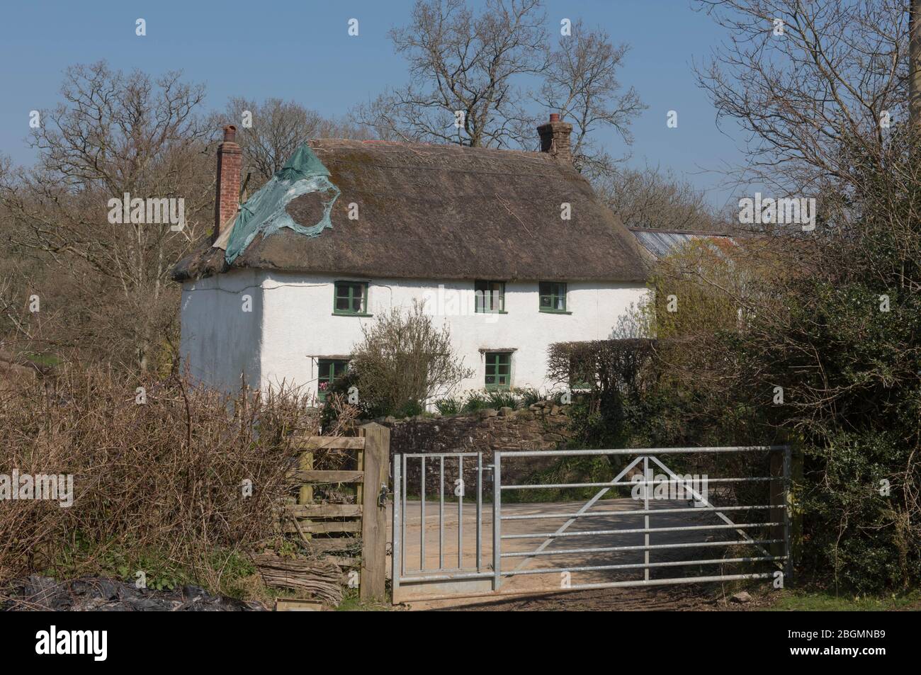 Traditional Devonian Cob and Lime Thatched Roof Cottage on a Quiet Country Lane in the Rural Devon Countryside, England, UK Stock Photo