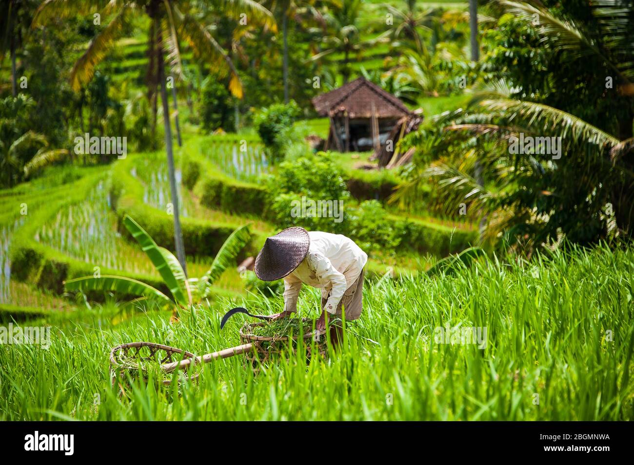Rice farmer harvesting the crop, Jatiluwih  Rice Terraces, Bali Indonesia. Close up worker filling bamboo baskets  on sunny slopes Stock Photo