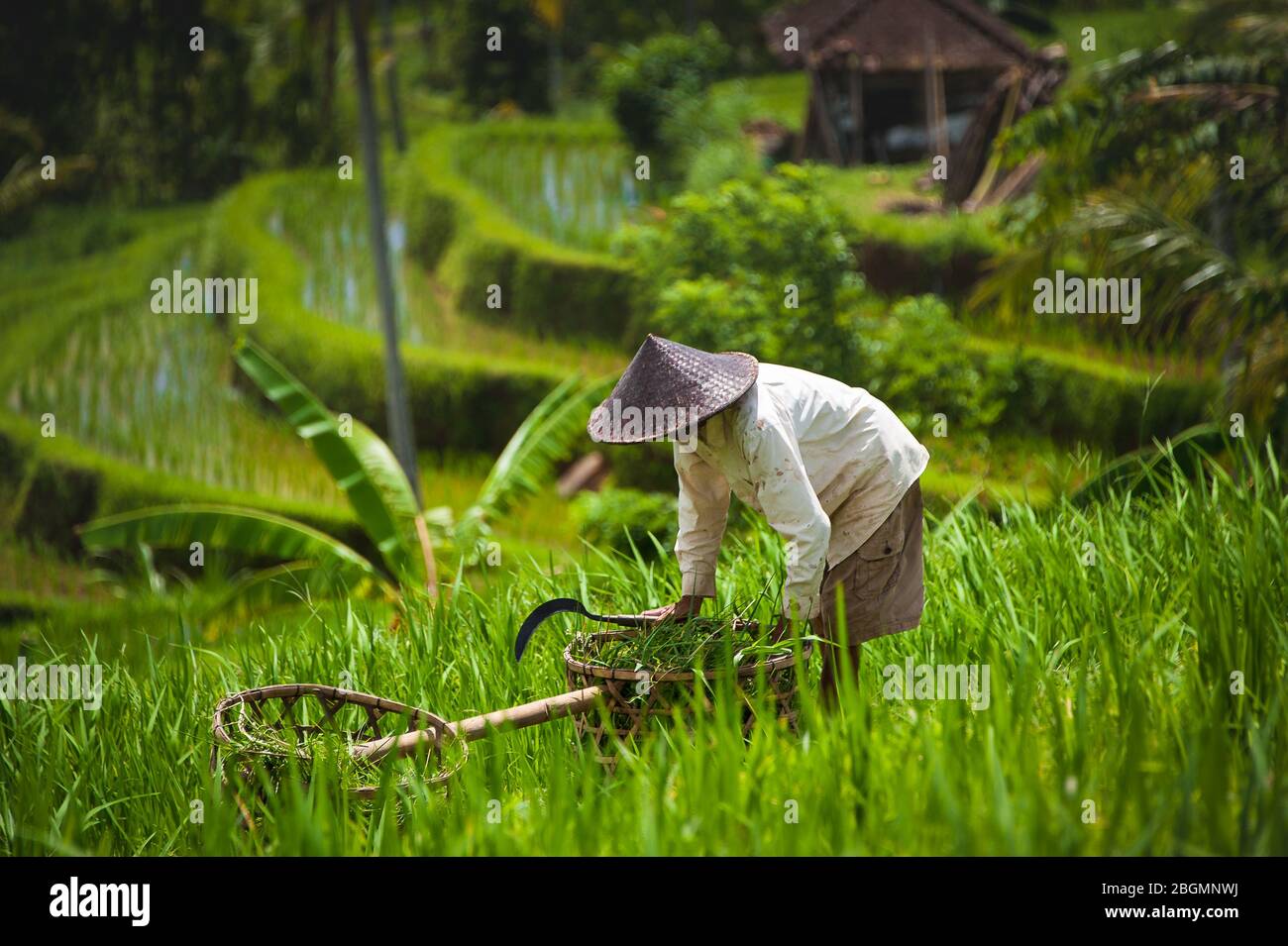 Rice farmer harvesting the crop, Jatiluwih  Rice Terraces, Bali Indonesia. Close up worker filling bamboo baskets  on sunny slopes Stock Photo