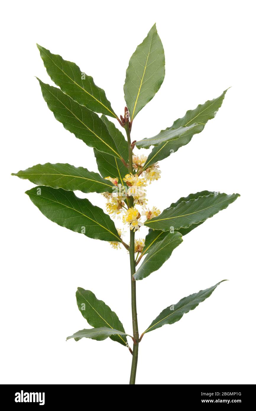 Fresh twig of yellow flowering bay laurel close up on white background Stock Photo
