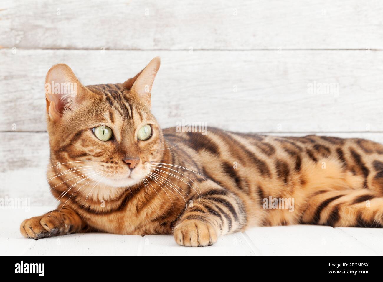 Bengal cat lying on white wooden floor in front of wall with copy space ...